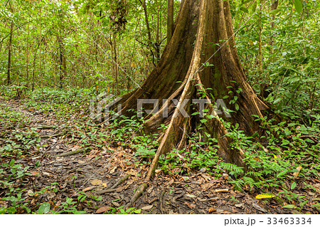 Buttress tree roots in rainforest 33463334