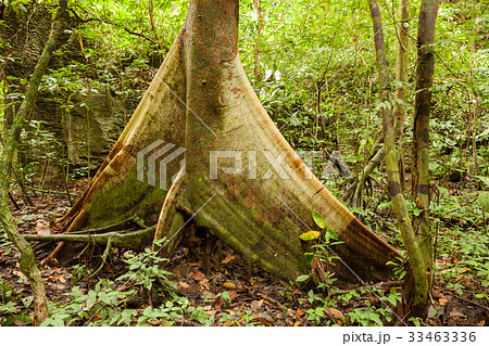 Buttress tree roots in rainforest 33463336
