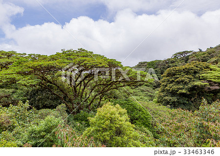 Lush rainforest canopy Monteverde Costa Rica 33463346