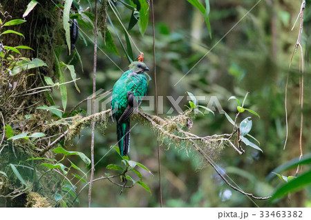 Quetzal bird wild Monteverde Costa Rica 33463382