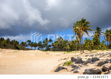 Palm trees on Anakena beach, easter island 33463973