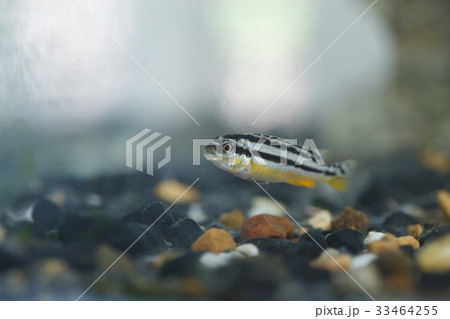 Zebra fish Zebra fish 33464255