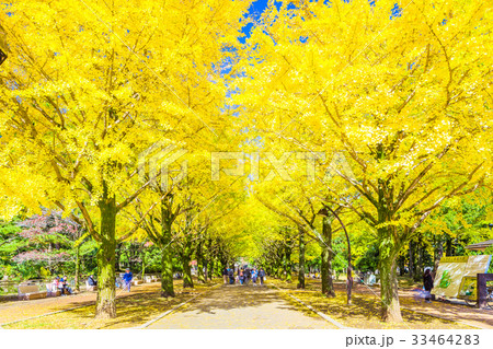東京　光が丘公園のイチョウ並木 33464283