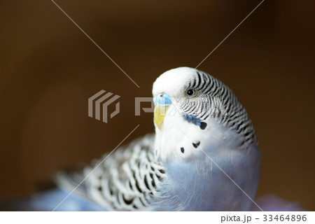 動物 動物学 可愛い動物 33464896