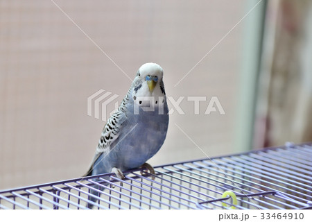 動物 動物学 可愛い動物 33464910