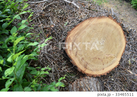 logs fellings sawmill logs fellings sawmill 33465511