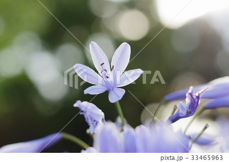 アガパンサス 33465963