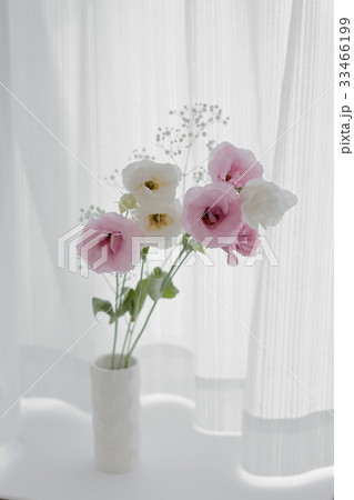 トルコキキョウ トルコキキョウ 33466199