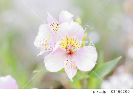 アルストロメリア 33466200