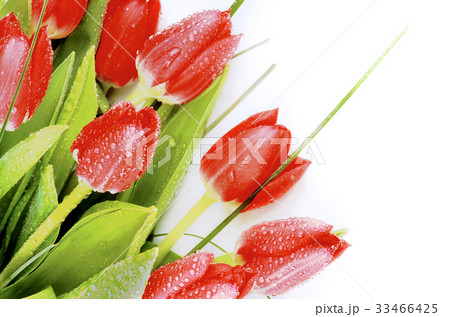 Spring Red Tulips Spring Red Tulips 33466425