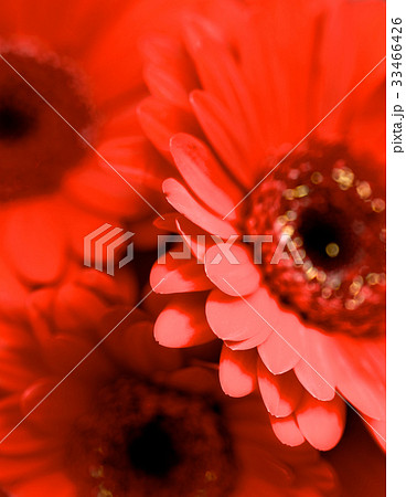 Red Gerbera Background Red Gerbera Background 33466426