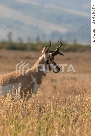 Pronghorn Antelope buck Pronghorn Antelope buck 33466987