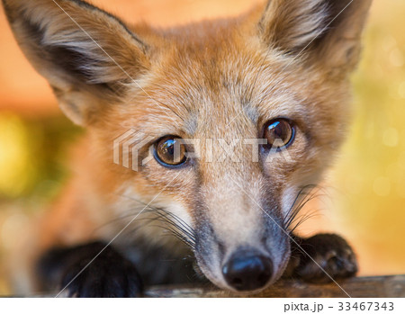 Kit Fox Portrait 33467343