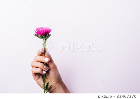 Purple aster flower in a female hand 33467370