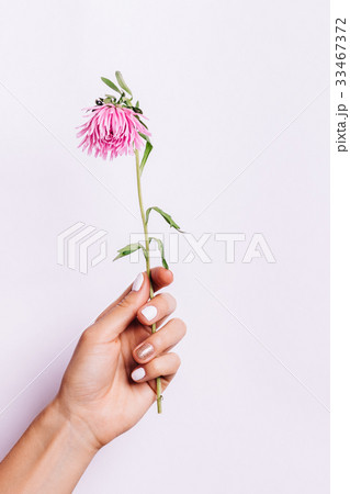 Pink flower in a female hand with a manicure 33467372