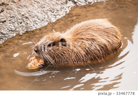 Coypu eating bit of celery on the water 33467778