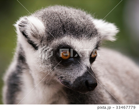 Lemur catta - Head of Ring-tailed lemur 33467779