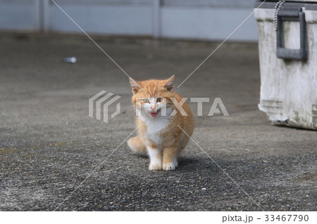 茶トラ白の子猫が正面に座ってニャア！顔 33467790