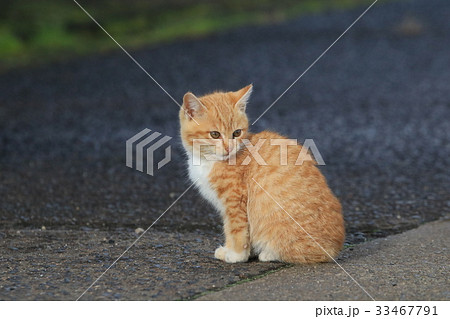 地域猫の茶トラ白猫の子猫が道に座り後ろを振り向いている姿の写真素材