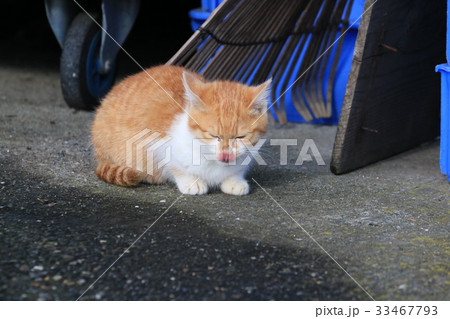 漁港にいる茶トラ白猫の子猫が箱座りで鼻を舐めてる姿 33467793
