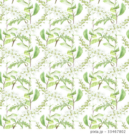 Illustration in watercolor of a Bird-cherry tree 33467802
