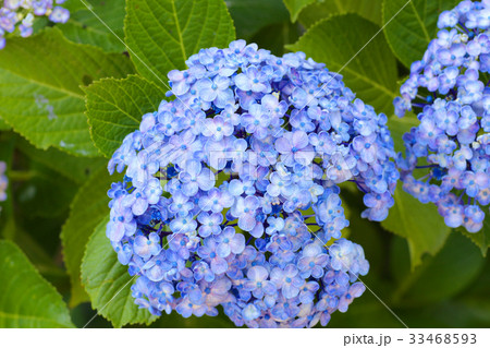 向徳寺のアジサイ 33468593