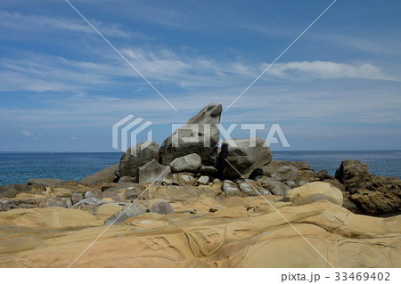 種子島イルカロック 33469402