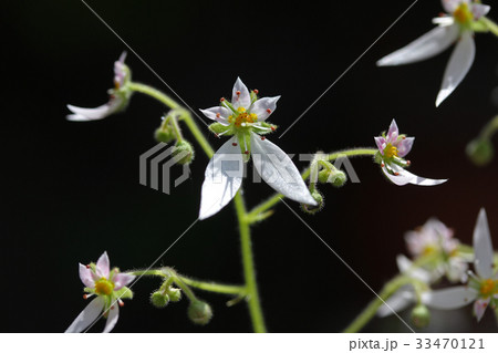 ユキノシタの花 ユキノシタの花 33470121