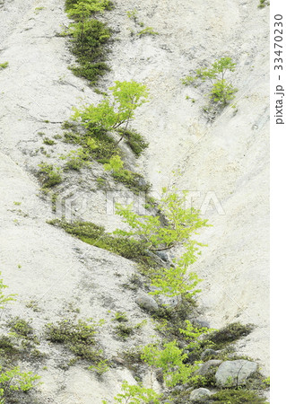 白い斜面の白樺とエゾイソツツジ 33470230