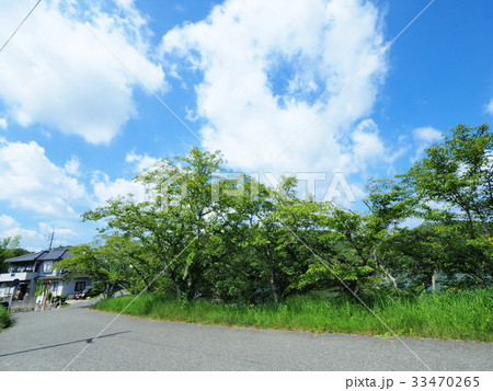 服部大池公園から見る夏の青空と雲 33470265