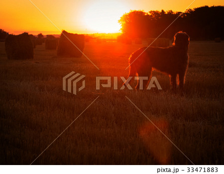 Gray Irish wolfhound looks at the rising sun Gray Irish wolfhound looks at the rising sun 33471883