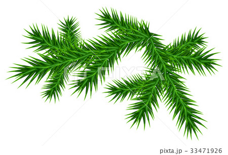 Green juicy one pine branch 33471926