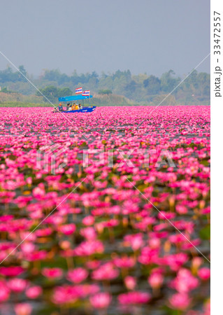 【タイ】　タレーブアデーンの絶景、赤い蓮の海（ウドンタニ） 33472557