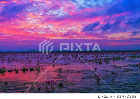 【タイ】 タレーブアデーンの絶景、赤い蓮の海(ウドンタニ) 【タイ】 タレーブアデーンの絶景、赤い蓮の海(ウドンタニ) 33472568