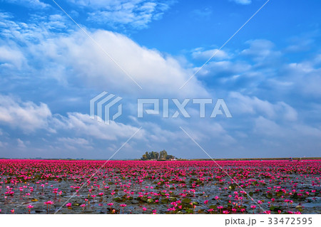 【タイ】　タレーブアデーンの絶景、赤い蓮の海（ウドンタニ） 33472595