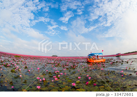 【タイ】　タレーブアデーンの絶景、赤い蓮の海（ウドンタニ） 33472601