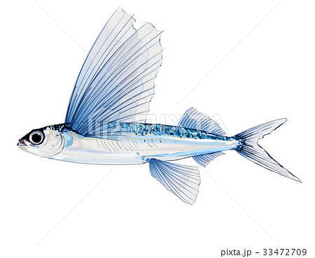 Flying fish in watercolor 33472709