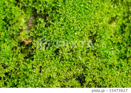 Close up of Moss on rock. Close up of Moss on rock. 33473627