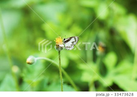 Butterfly perched on flower grass. 33473628