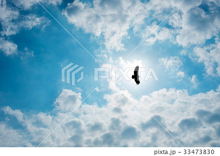 Silhouette Steppe eagle flying in cloudy sky 33473830