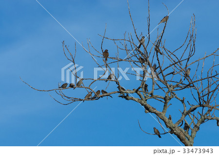 Birds on dried twigs with blue sky. 33473943