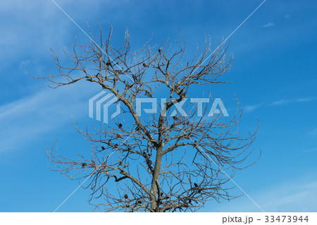 Birds on dried twigs with blue sky. 33473944