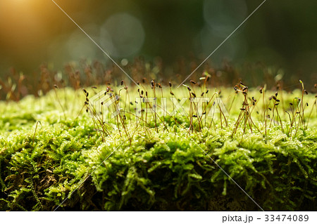 Green moss in the forest. 33474089
