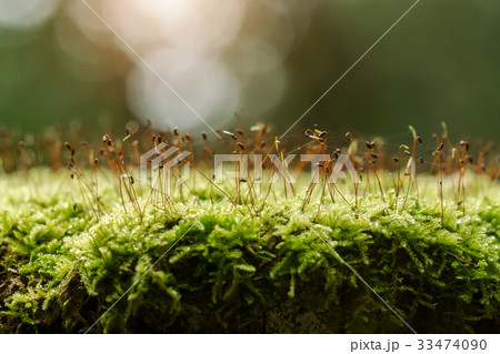 Green moss in the forest. 33474090