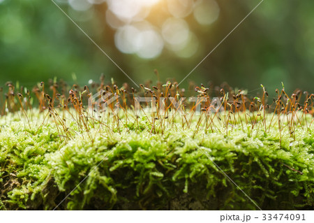 Green moss in the forest. 33474091