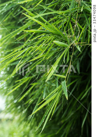 Green bamboo leaves after rainfall. 33474098