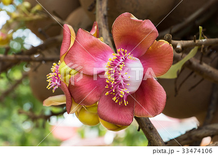 canonball flower (Couroupita guianensis) 33474106