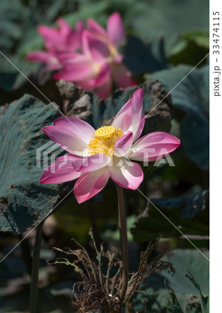 Pink lotus flower blooming in the nature. Pink lotus flower blooming in the nature. 33474115