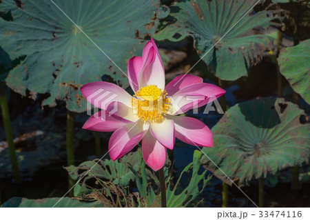 Pink lotus flower blooming in the nature. Pink lotus flower blooming in the nature. 33474116