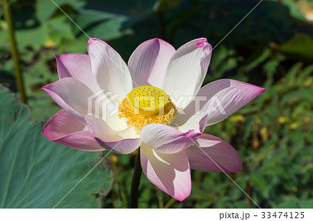 Pink and white lotus flower blooming in nature. Pink and white lotus flower blooming in nature. 33474125